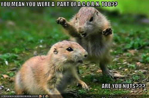 You Mean You Were A Part Of A C O R N Too Are You Nuts Cheezburger Funny Memes Funny Pictures