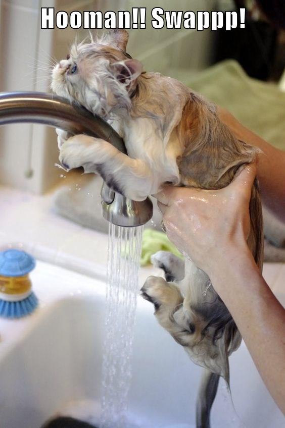 10 Cats Who Aren't Fans Of Water I Can Has Cheezburger?
