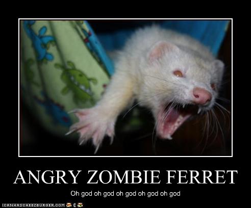 ferret angry