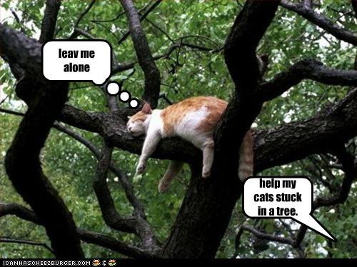 help my cats stuck in a tree. - Cheezburger - Funny Memes ...
