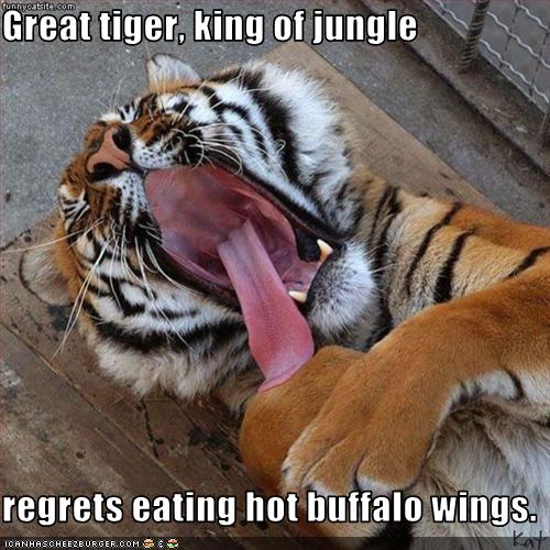 Great tiger, king of jungle regrets eating hot buffalo wings