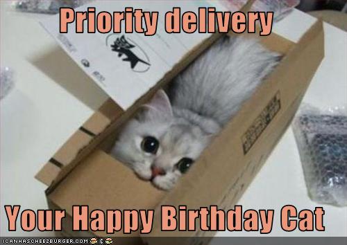 priority delivery your happy birthday cat cheezburger funny priority delivery your happy birthday cat cheezburger funny
