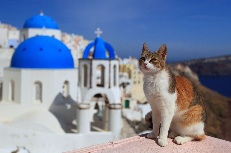 Meet the Beautiful Greek Cats of Santorini Island (17 Stunning Photos