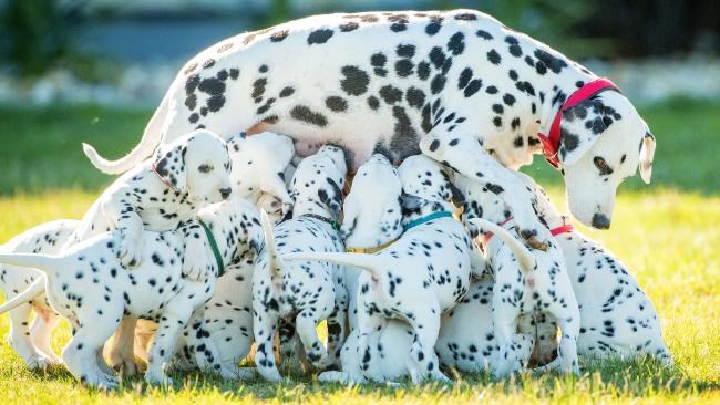 dalmatian puppies