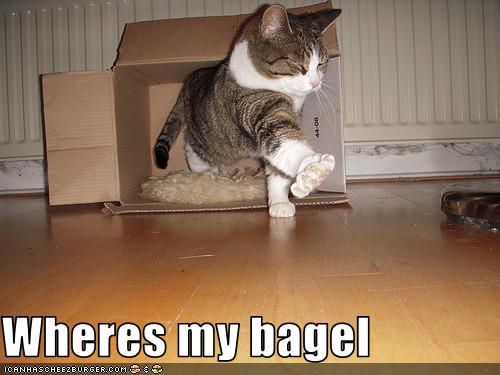 New Dating Sites >> Wheres my bagel - Cheezburger - Funny Memes | Funny Pictures New Dating Sites >> Wheres my bagel - Cheezburger - Funny Memes | Funny Pictures