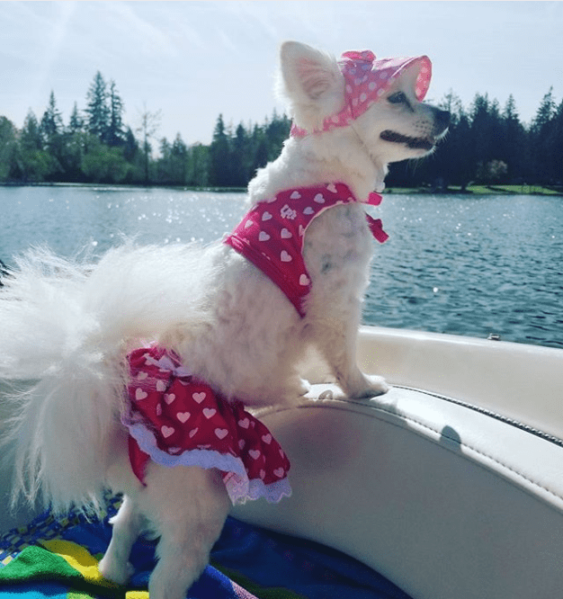 These Hilarious Pets in Bikinis Will Make you Want to Jump Into the