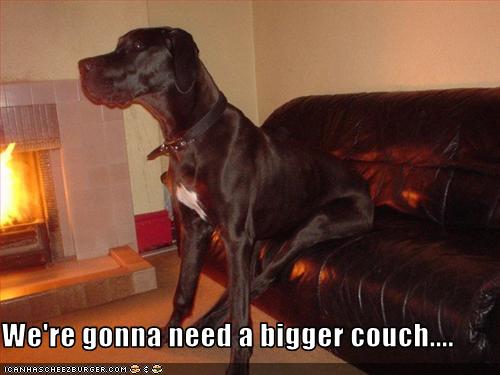 I Has A Hotdog - great dane - Page 13 - Funny Dog Pictures | Dog Memes ...