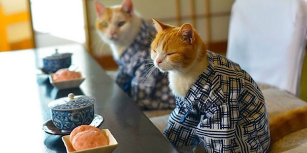 Japanese cat hot sale clothes