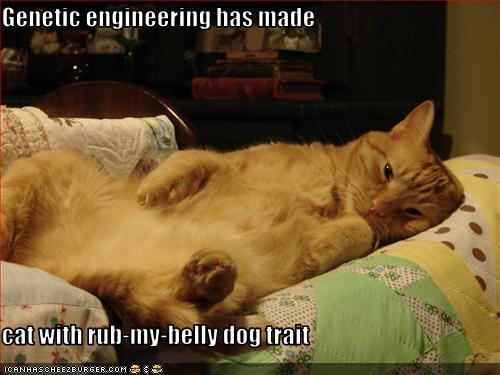 Download Genetic engineering has made cat with rub-my-belly dog ...