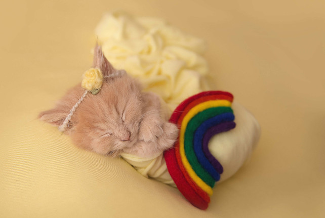 Adorable Newborn Kitten Photoshoot is Purr-fect - I Can ...