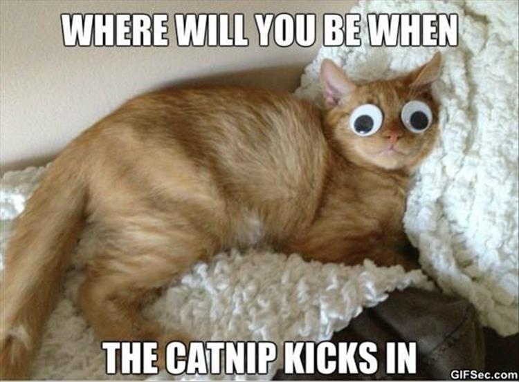 Your Week Dose Of Caturday Memes ! - I Can Has Cheezburger ...