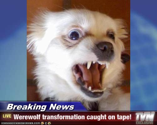 Breaking News - Werewolf transformation caught on tape ...