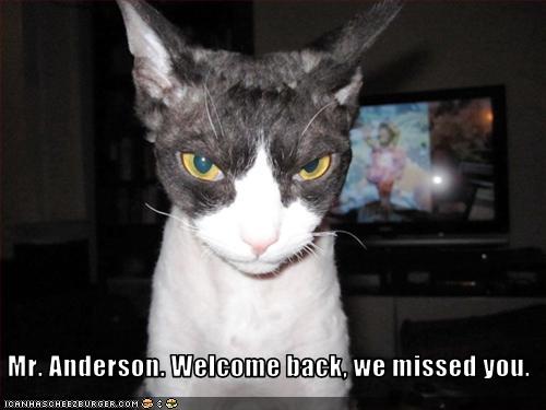  Mr  Anderson Welcome back we missed you Cheezburger 