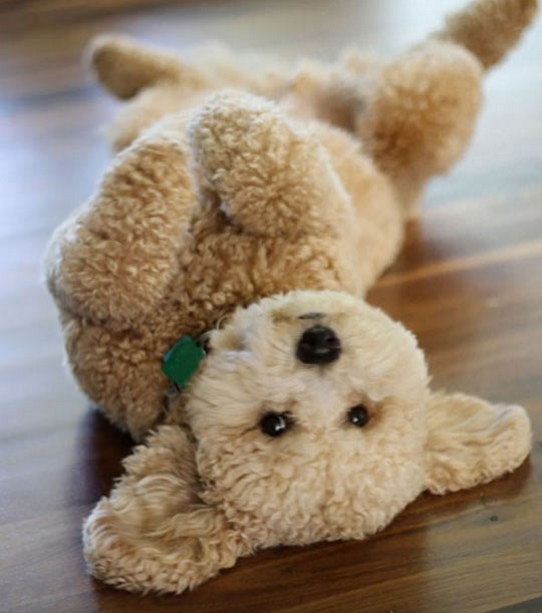 the teddy dog