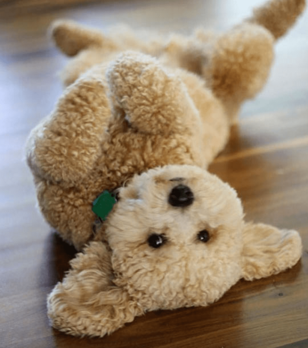 dog with a teddy bear face