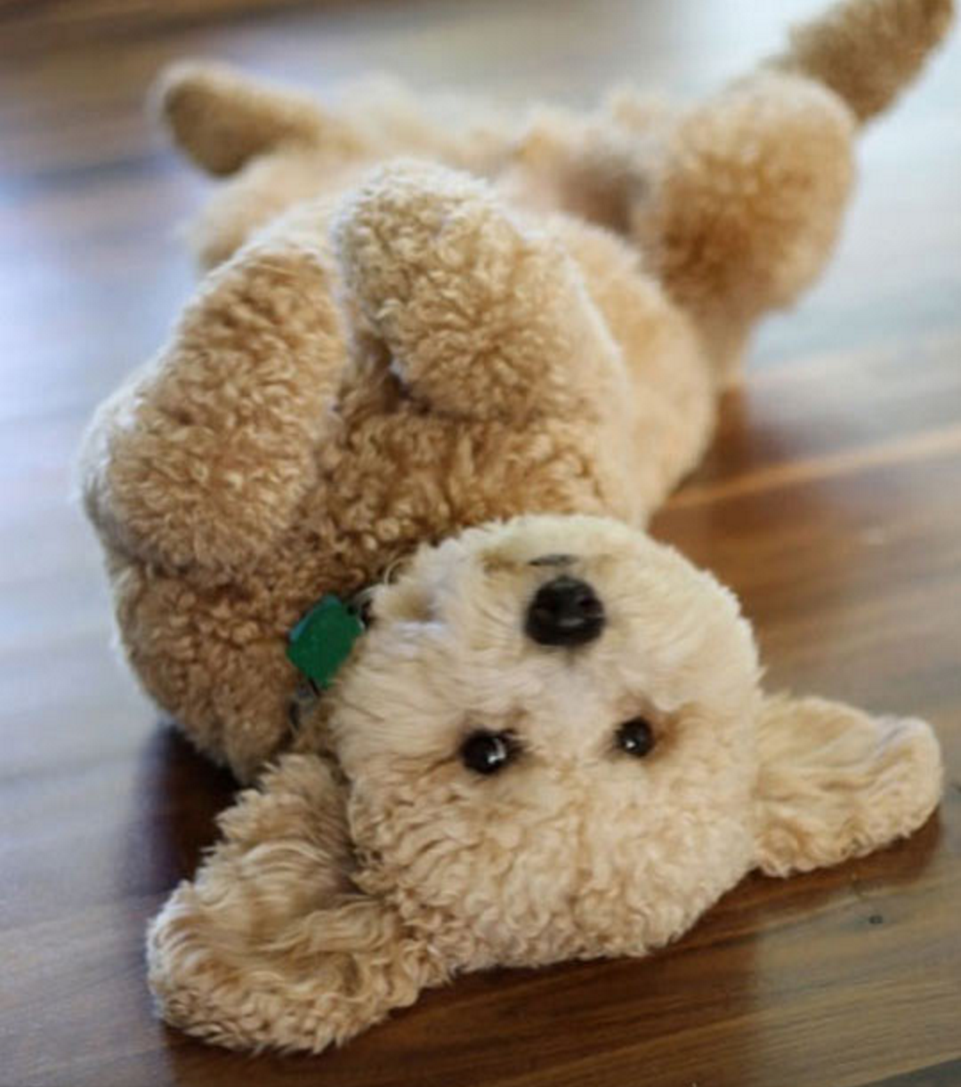 fluffy teddy bear dog