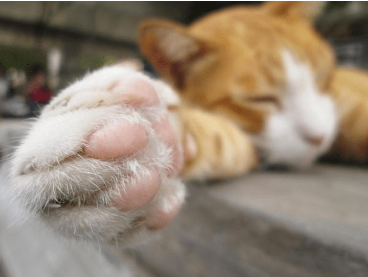 9 Interesting Facts You Probably Didn t Know About Cats  