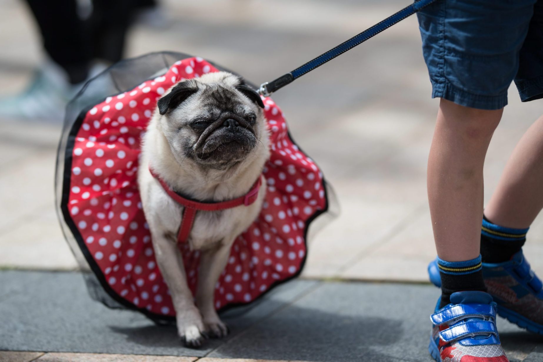 Pug Dogs and Owners Attend PugFest In Manchester (14 Pictures) - I Can