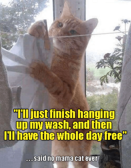 The Top 15 LolCats Memes - Cheezburger Users Edition #10 - I Can Has ...