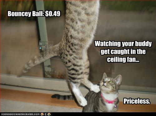 Watching your buddy get caught in the ceiling fan... - Cheezburger