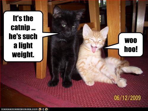 It's the catnip ... he's such a light weight. - Cheezburger - Funny ...