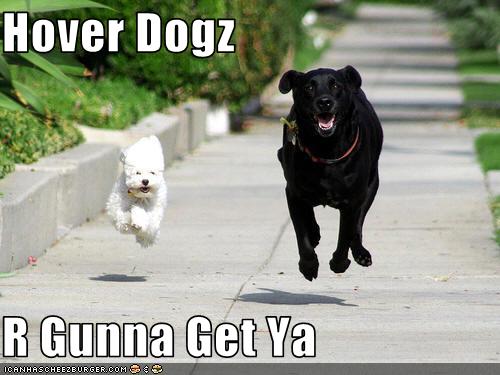 Hover Dogz R Gunna Get Ya Cheezburger Funny Memes Funny Pictures