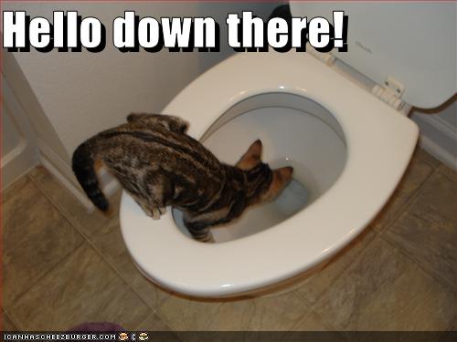 Hello down there! - Cheezburger - Funny Memes | Funny Pictures