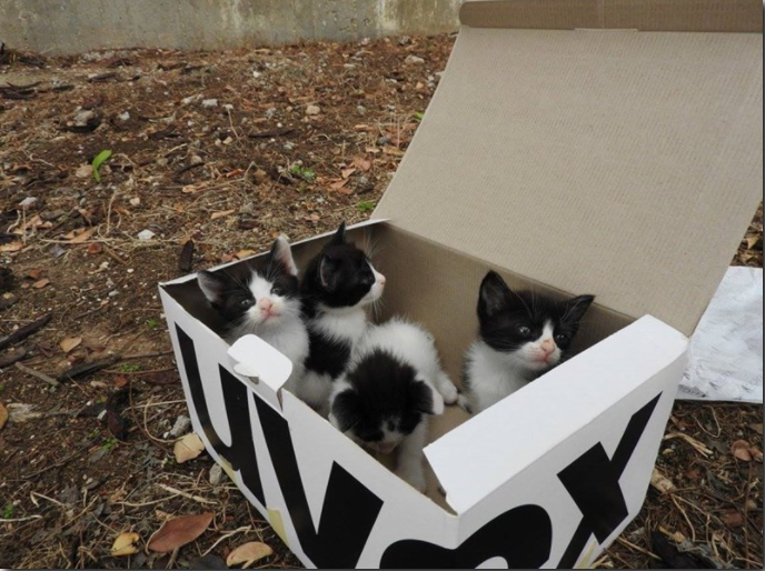 Adorable Dog Sniffs Out A Box Of Abandoned Kittens, Decides To