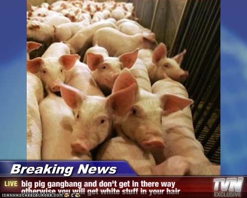 Breaking News Big Pig Gangbang And Don T Get In There Way