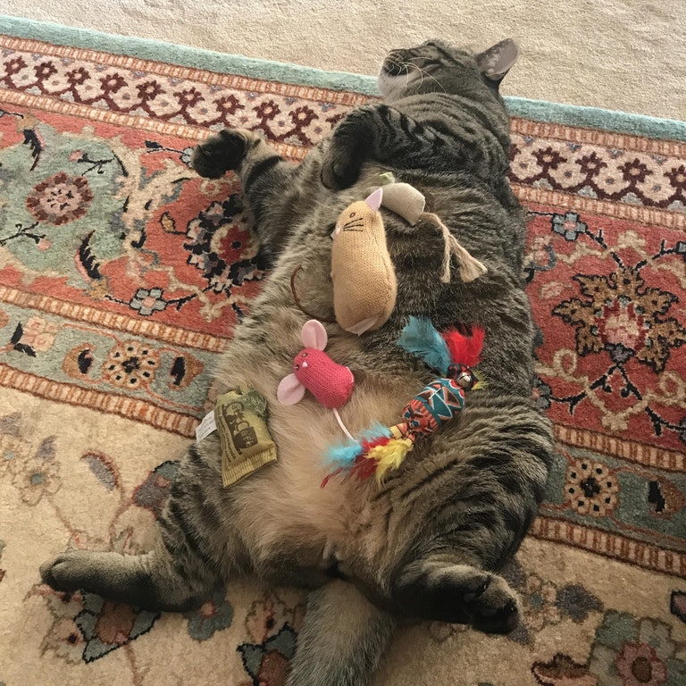 Cats Who Love To Show Off Their Bellies! I Can Has Cheezburger?