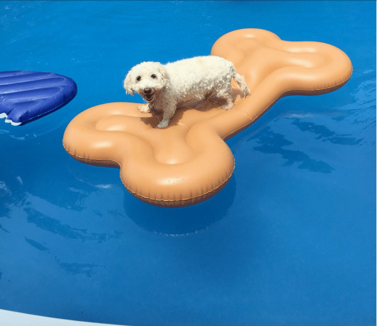 dog water float