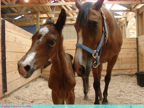 Daily Squee - horses - Cute Animals in the Cutest Pictures Ever