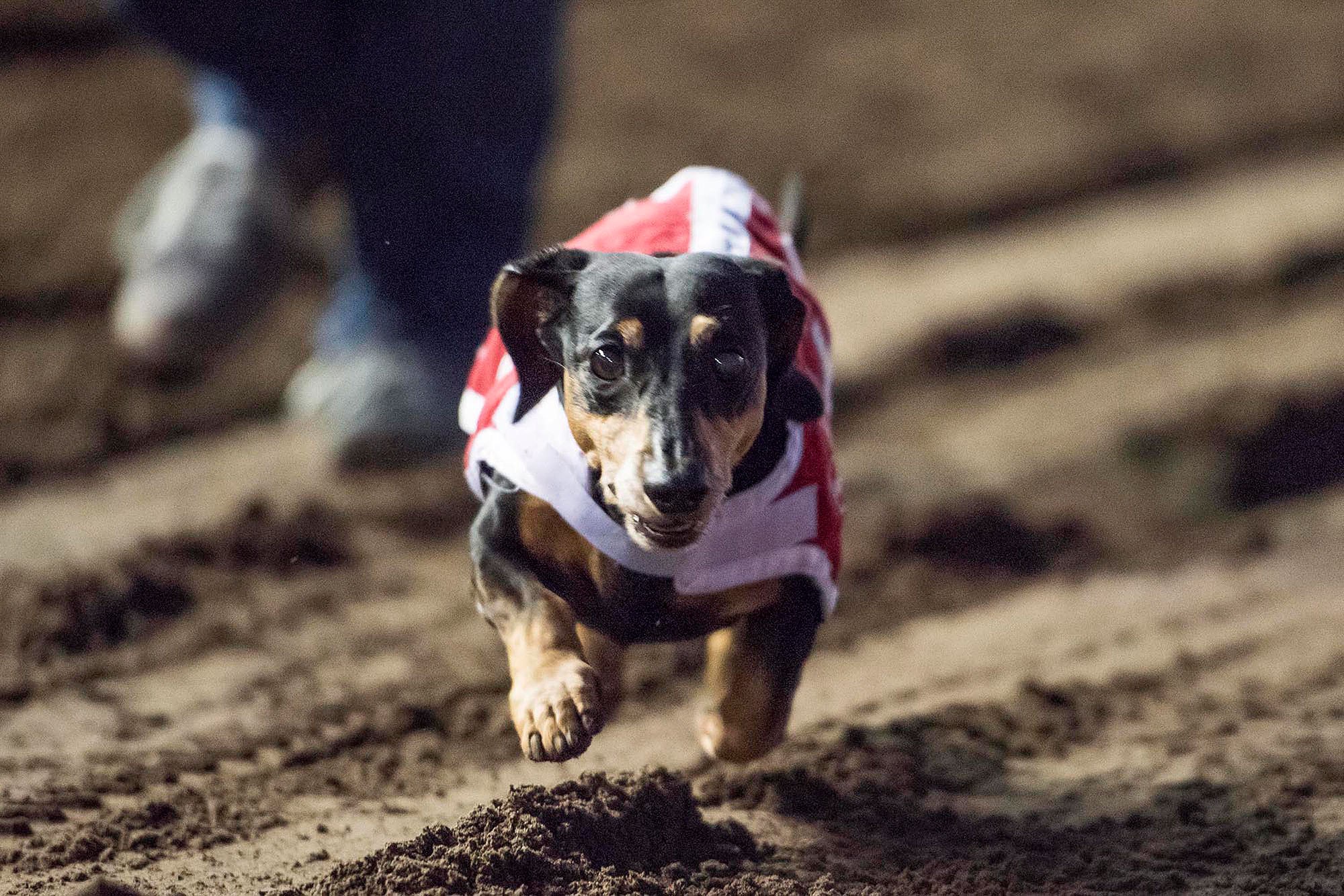 Formerly Paralyzed Rescue Dachshund Competes The Wiener Nationals Race