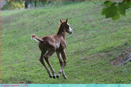 Daily Squee - horses - Cute Animals in the Cutest Pictures Ever