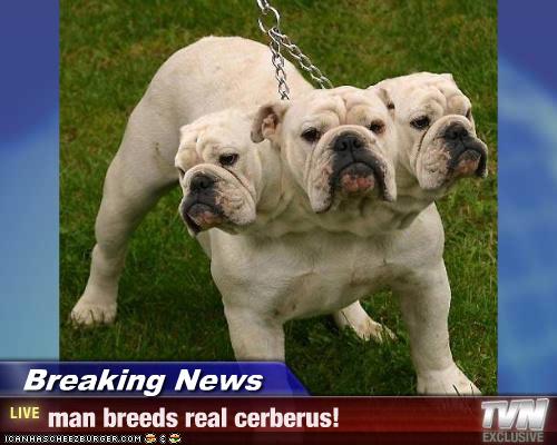 Breaking News - man breeds real cerberus! - Cheezburger ...