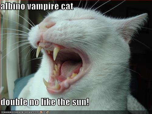 albino vampire cat double no like the sun! - Cheezburger ...