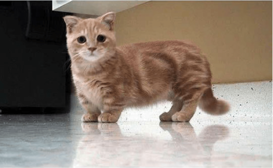 These Munchkin Kitten Photos Will Put A Smile On Your Face - I Can Has