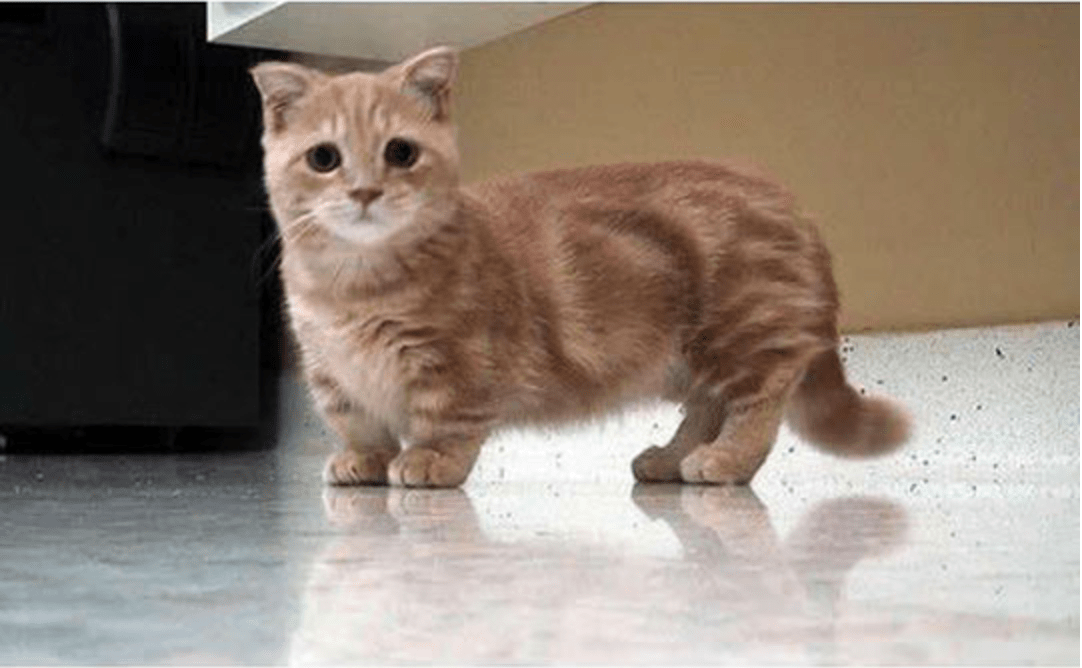 fluffy orange munchkin cat