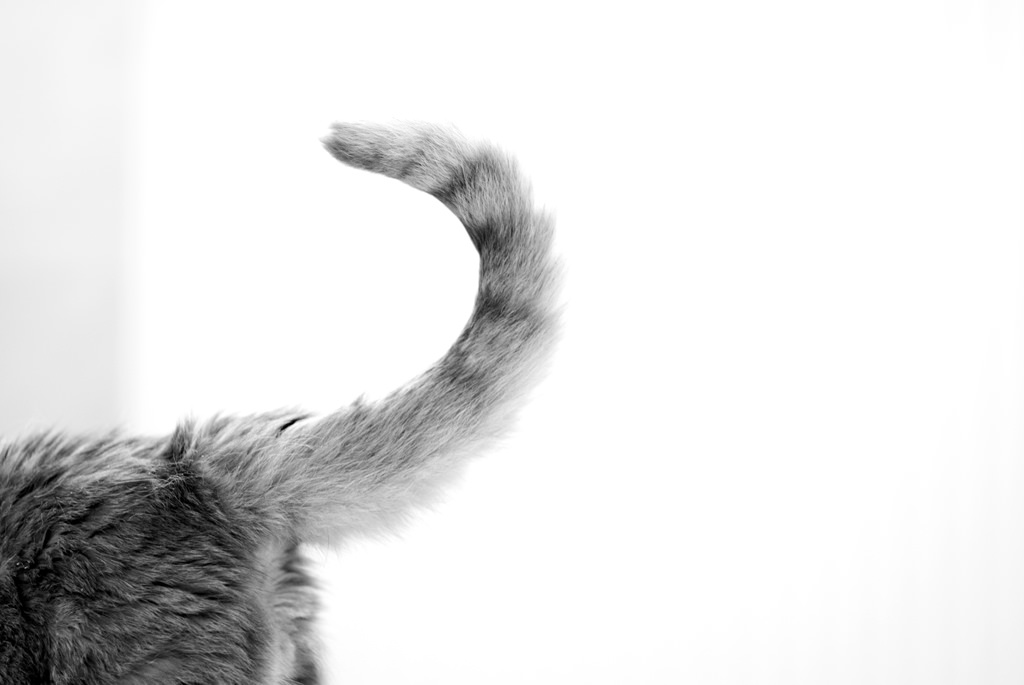 5 Things You Should Know About Your Cat's Tail - I Can Has ...