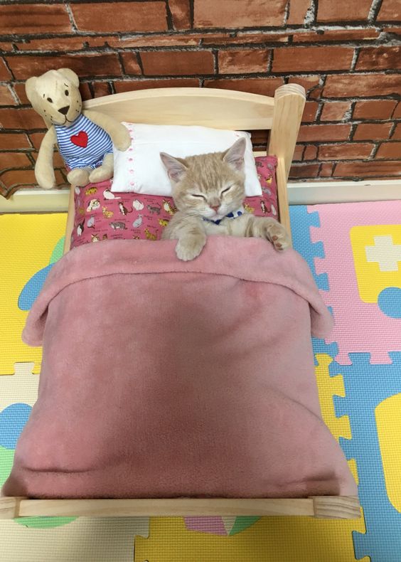 12 Cats That Love To Sleep In Their Own Beds I Can Has Cheezburger?