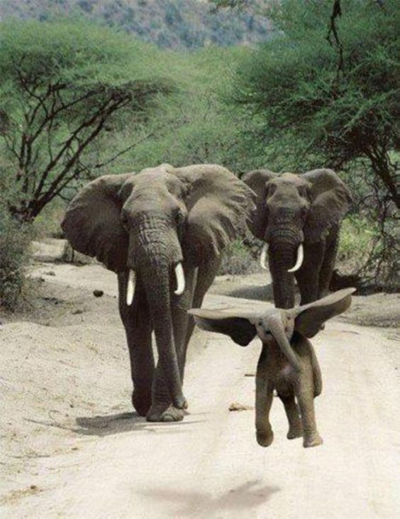 Baby Elephants Photos And Memes That Will Make You Smile Instantly I
