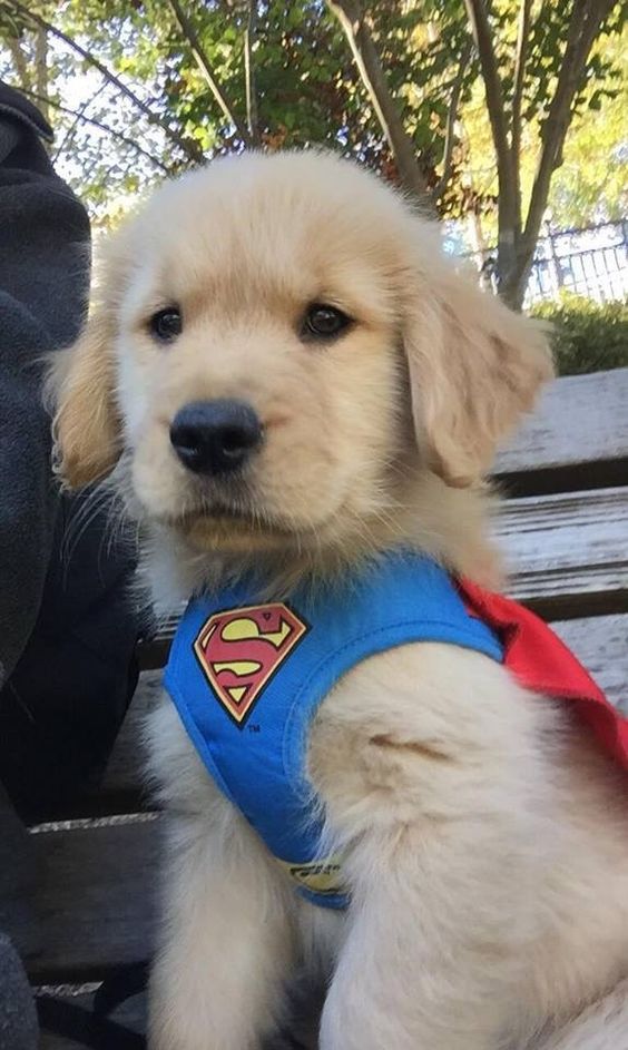 Golden retrievers hotsell in costumes