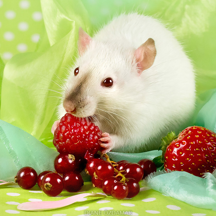 Photographer Shoots Adorable Rats In Order To Fight Against The Stigma