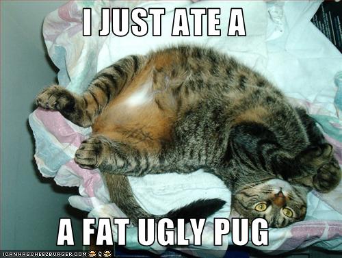 fat ugly pugs