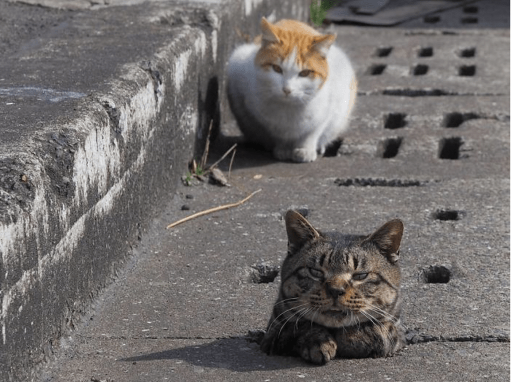 Adorable Stray Cats Turn Street Pipe Holes Into The Coolest Playground ...