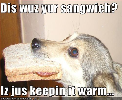 I Has A Hotdog - sandwich - Page 2 - Funny Dog Pictures ...