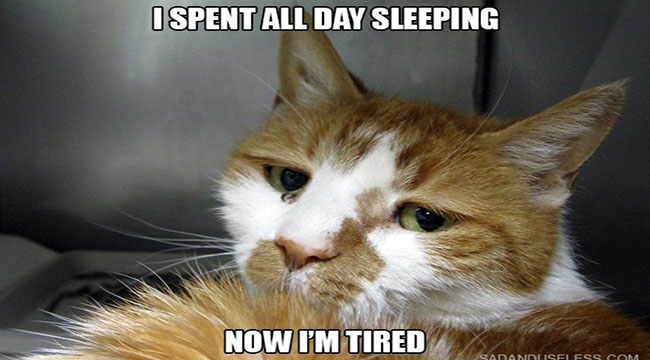 15 Serious First World Problems Cats Face Every day - I Can Has ...