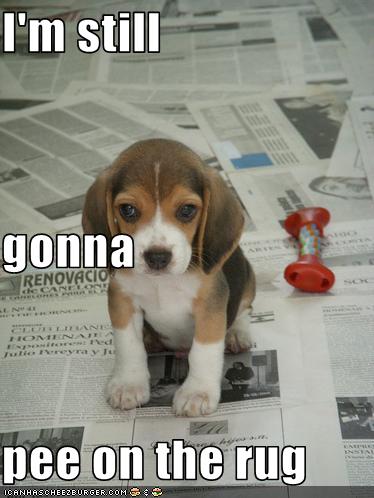 I'm still gonna pee on the rug - I Has A Hotdog - Dog 