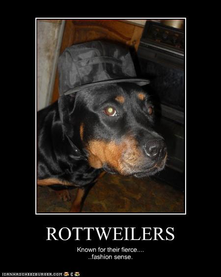 Dog in a cowboy hat + meme : r/Rottweiler