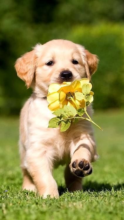 10 Dogs Bringing You Flowers That Will Brighten Anyones Day - I Can Has